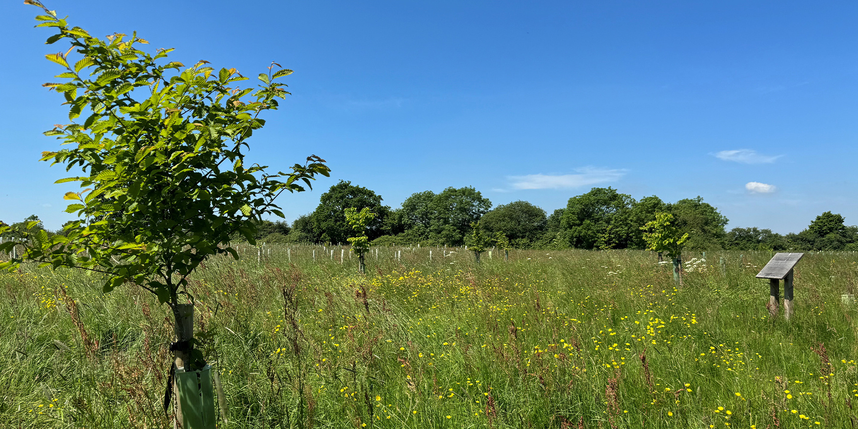 Trees planted by Latcham